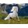 Белый конь - Александр Малинин