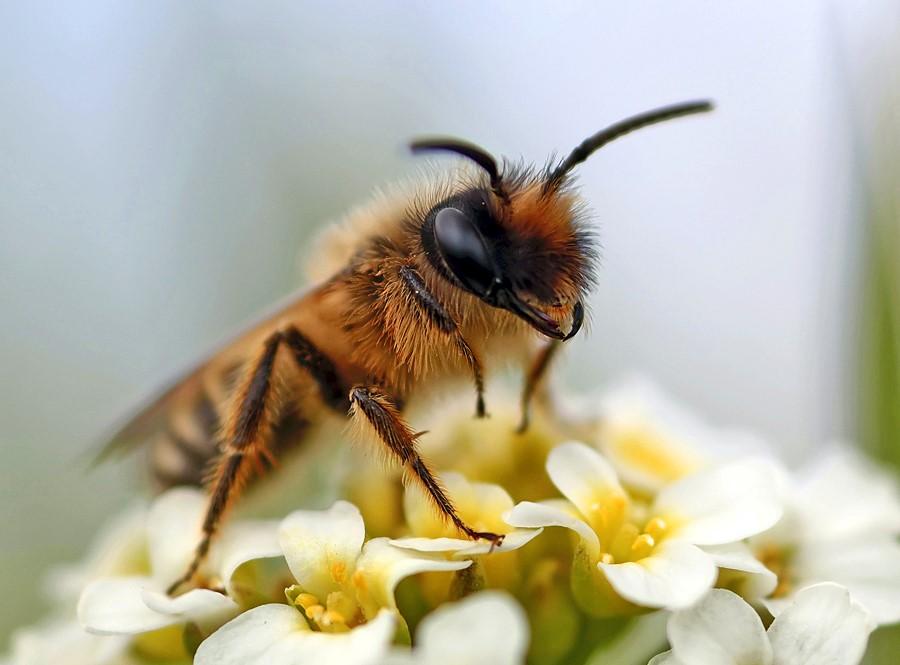 Природные учителя человека - Пчелы.